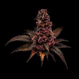 copper cannabis art sculpture
